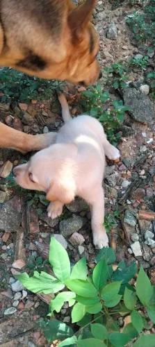 Doação de cachorrinhos