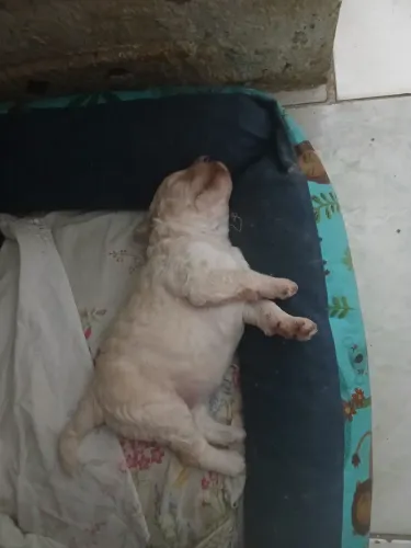Vende-se uma cachorrinha Podlee toy 21 dias de vida