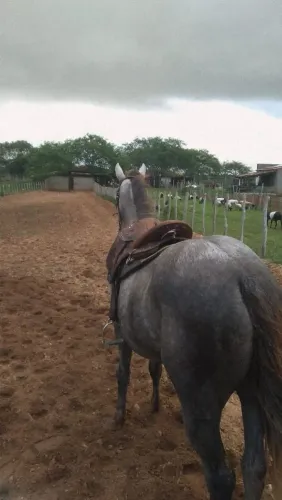 Potro pronto de areio e ja correndo na esteira 