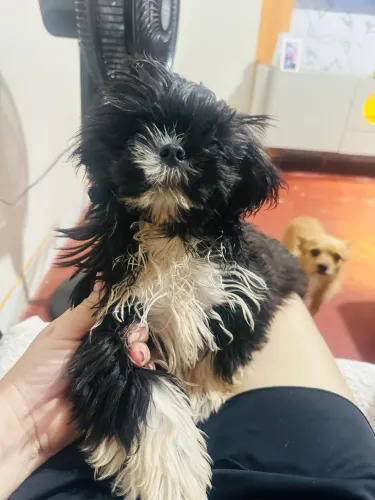 Cachorro shih tzu 4 meses ja tem a primeira vacina , ja tomou a de verme . 600 reais 
