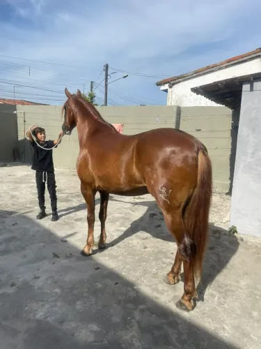 Cavalo manga larga Machador,marcha batida registrado