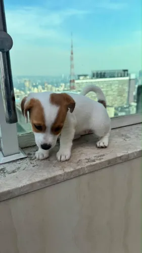 Filhotes Jack Russel