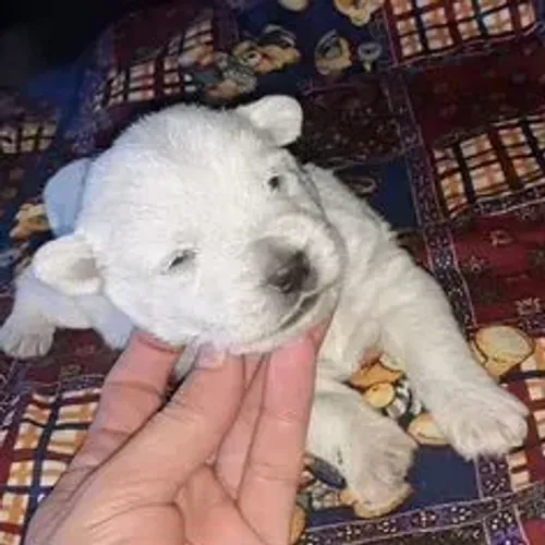 West Terrier Filhote Muito Carinhoso Hoje