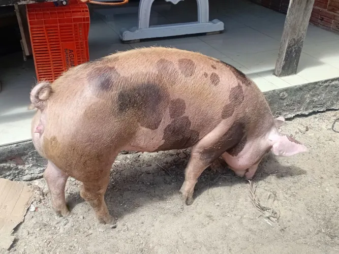 Porca