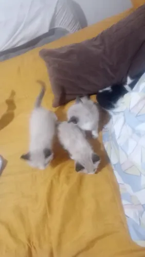 Doa-ae gatos