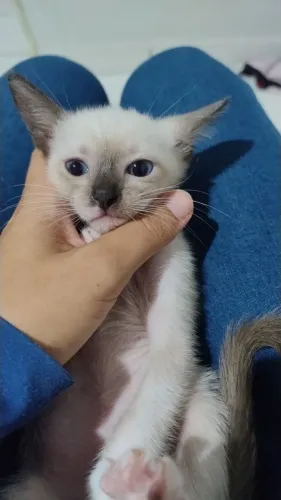 Doação de gatinhos 