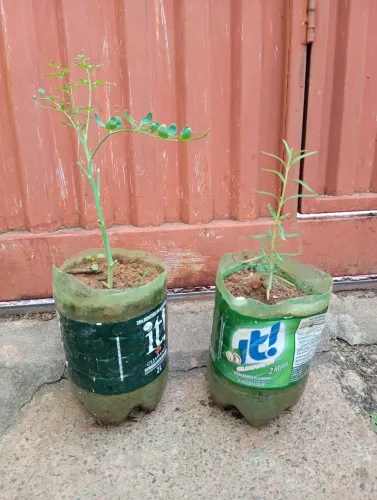 Arruda e Alecrim 10 reais cada
