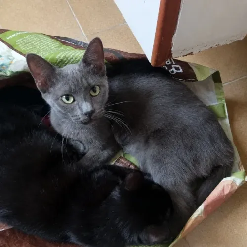 Gata cinza para adoção