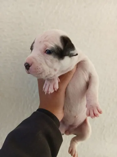 Filhotes de pitbull