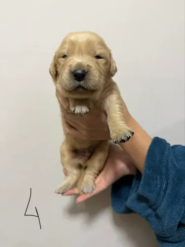 Filhotes de Golden Retriever com Pedigree - Alta Qualidade 