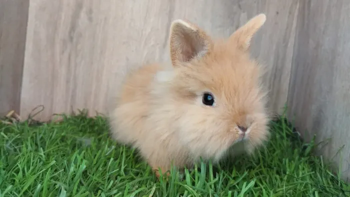 Mini Lion