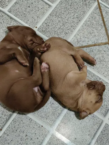 Filhotes de Pitbull