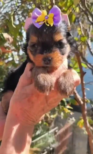 Vendo filhotes de Yorkshire fêmeas e machos disponíveis
