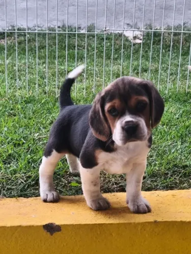 Beagle Um presente para quem merece todo o amor do mundo