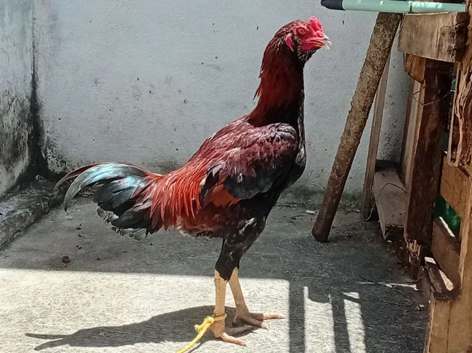 Frango caipira graudo