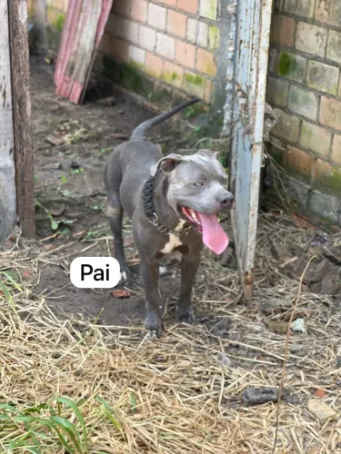 Filhotes de american staffordshire terrier
