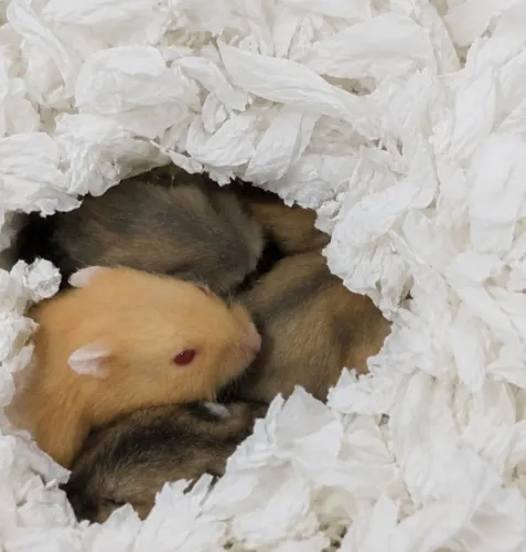Filhotes de hamster anão russo