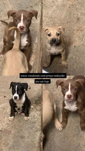 Filhotes de Pitbull com ótima genética!