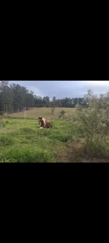 Egua pampa