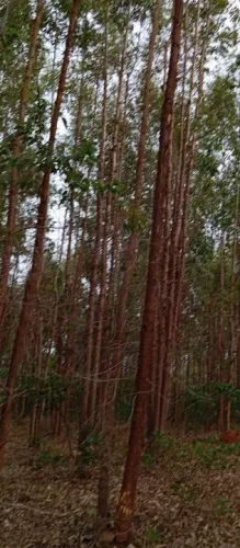 Fazenda pra eucalipto Até 300 Hectares//Próximo Montes claros..