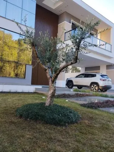 Oliveira 50 anos idade