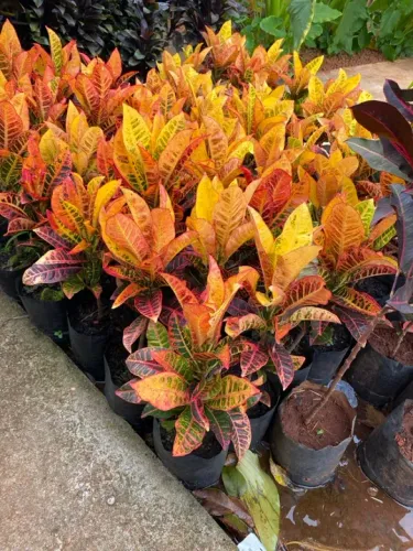 Muda de croton petra