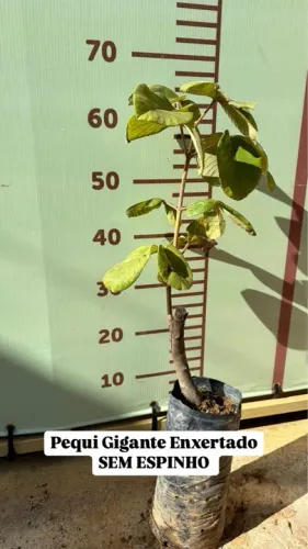 Muda de Pequi Gigante Enxertado Sem Espinho