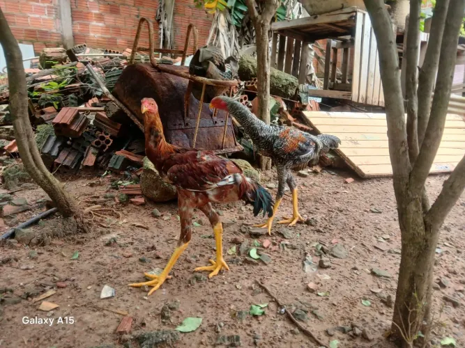 GALO E GALINHA ÍNDIO GIGANTE 