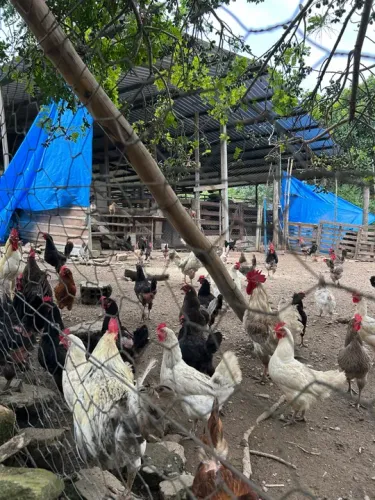 Pintinhos GLC (galinha de linhagem caipira)