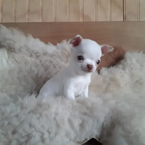 Chihuahua de Pelo Curto Disponível