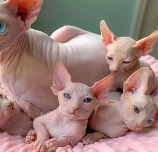  Sphynx filhotes brancos 