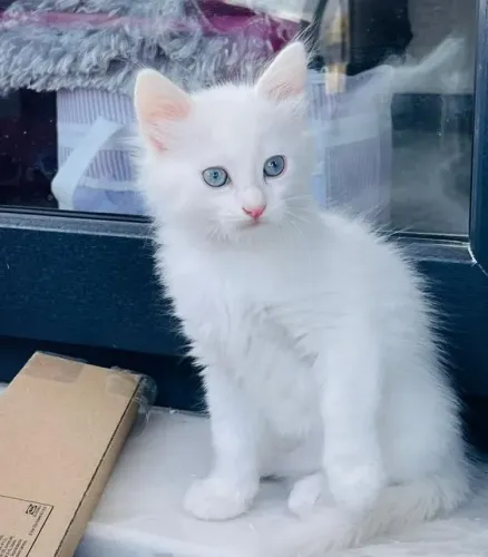 A Suavidade do Gato Angorá 
