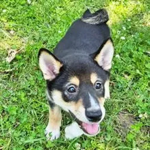 Filhote Shiba Inu - Com pedigree 