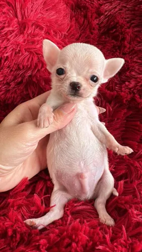 Chihuahua macho branco do tamanho de um botão.