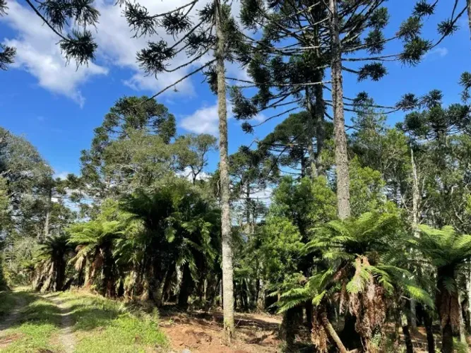 Chácara à venda em Urubici Serra Catarinense 