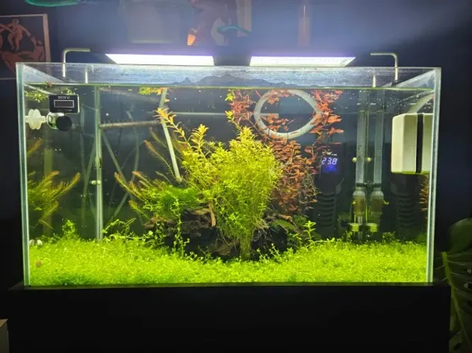 Aquário plantado 100 Litros completo