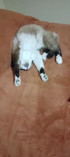 Doando gato macho ,castrado 6 anos 