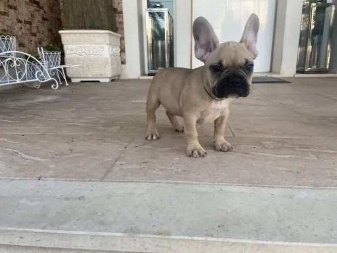 Bulldog Frances Fazemos criação profissional, com todo empenho, carinho e Amor