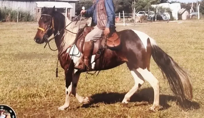 Égua pampa de castanho