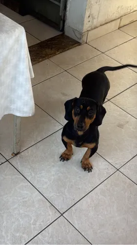 Doando um Dachshund