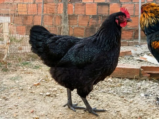 Ovos Galados