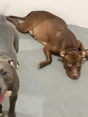 PIT BULL.   RED NOSE. É AMÉRICA pra vender 300