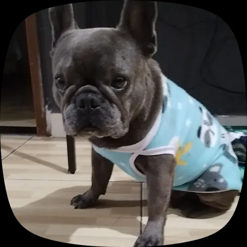 Bulldog Francês Macho Blue