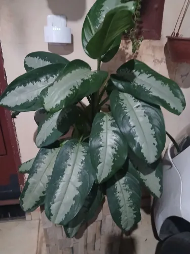 Plantas comigo ninguém pode grande com vaso cimento