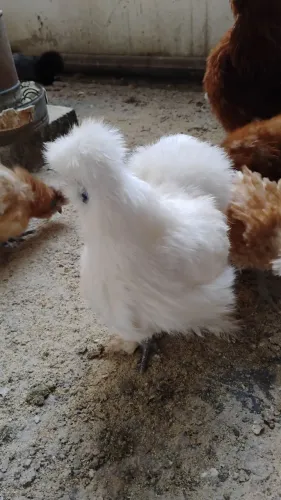 Ovos galados de sedosa do Japão 