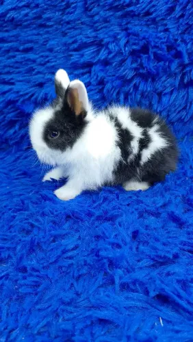 Anão Teddy dwerg ursinho 