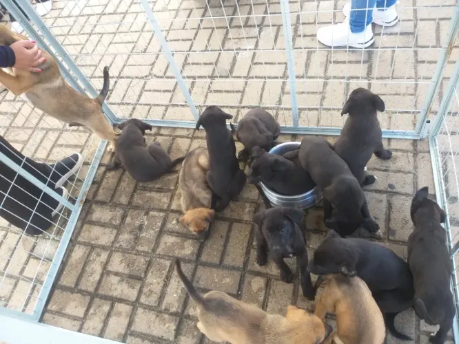 Doação cachorro