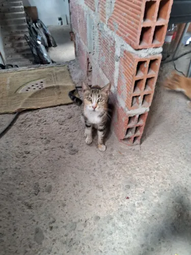 Doação gatos 