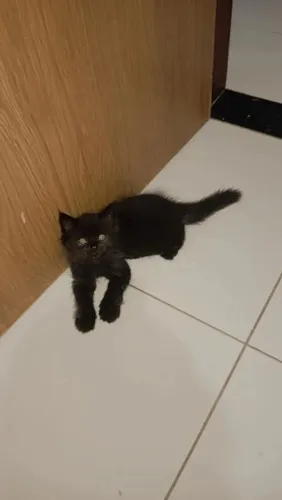 Gato persa 