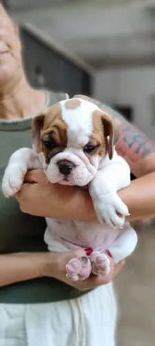 Filhotes de Bulldog Old English